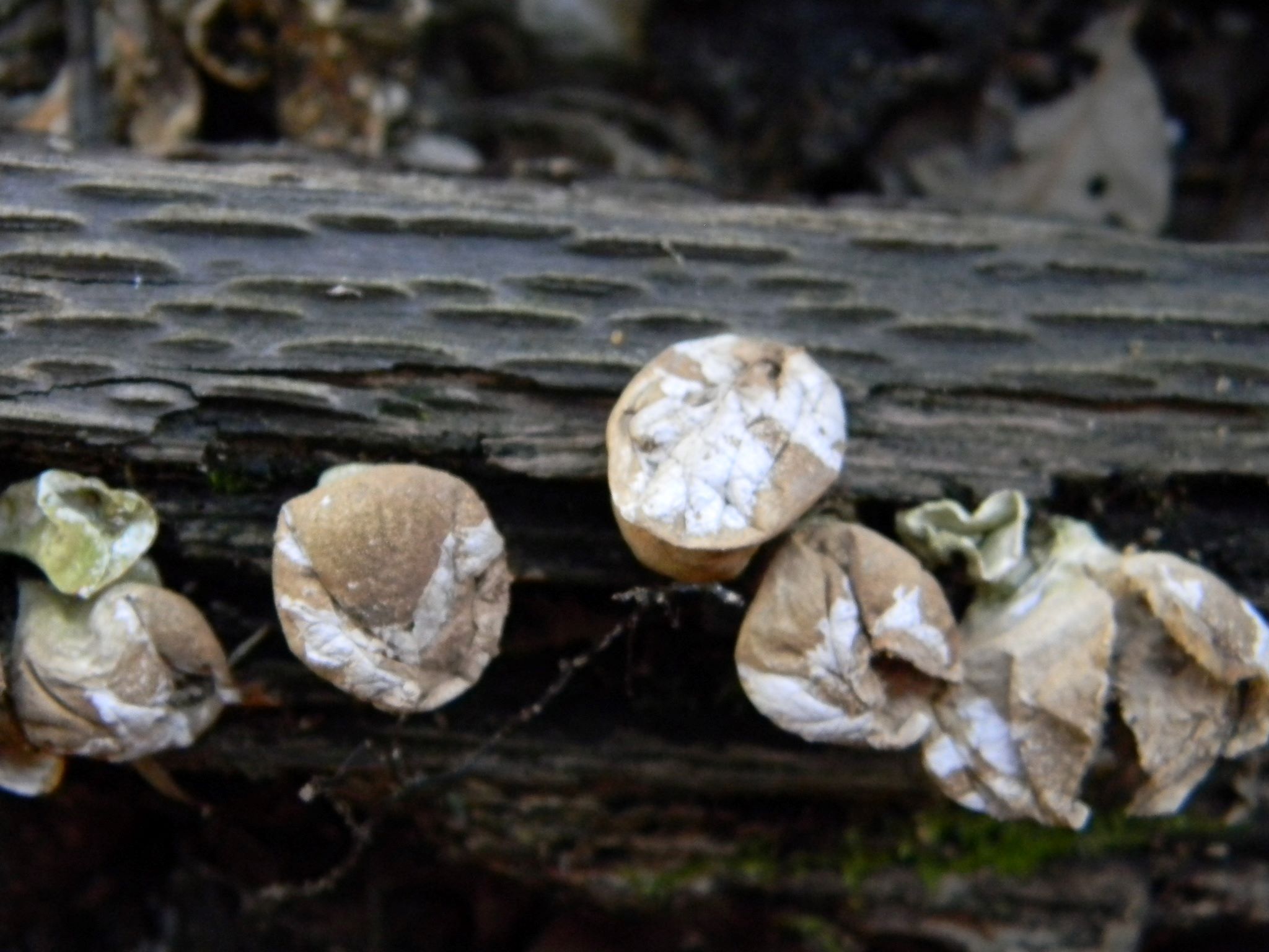 1919 Febbraio vecchio ritrovamento